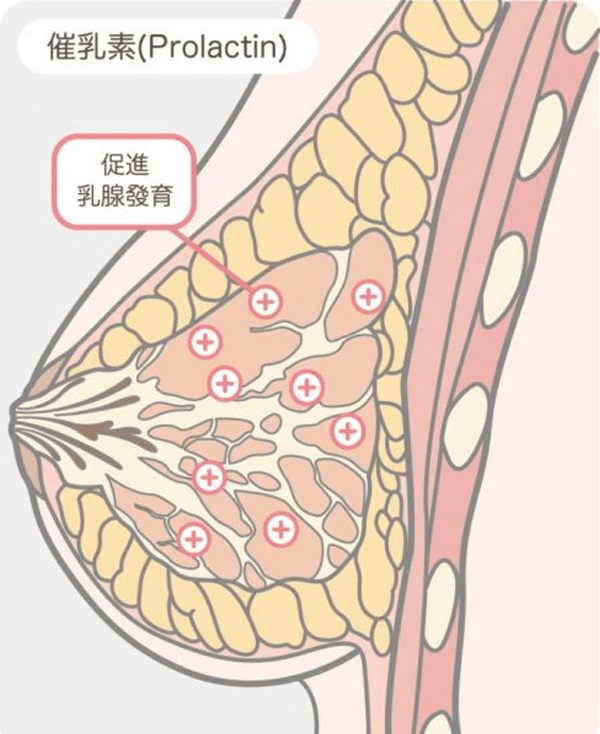 性激素六项包括催乳激素